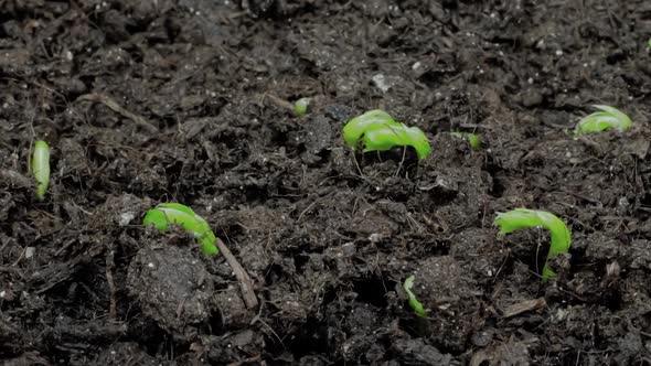 Timelapse Shot  Microgreens Pea Bean Sprouts Growing Close Up Macro View