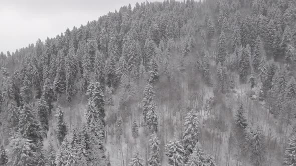 Flight above winter forest in Bakuriani, Georgia