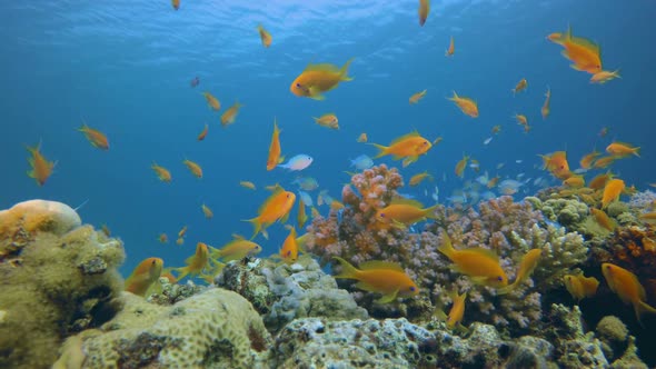 Underwater Scene Colorful World