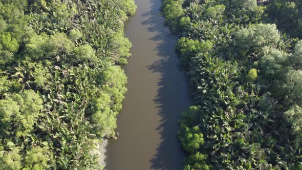 Aerial look down mangrove tree live along the river