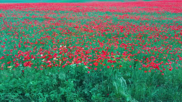 Field of Blossoming Red Poppies Summer Landscape Meadow. Aerial Dron Shoot. 