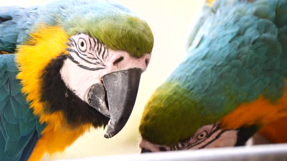 Macro close up shot of pair of cute Blue and Yellow Macaw Parrots eating snack in nature - Beautiful