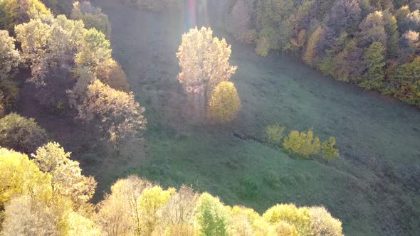 Aerial view of a orange colored forest on autumn season. Beautiful forest trees captured from the ab