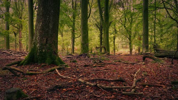 Leaves Cover The Ground In Fall Woodland