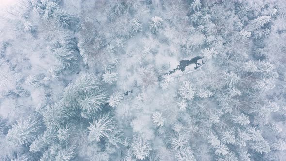 AERIAL - A snowy winter forest in Sweden, wide shot top down pan right