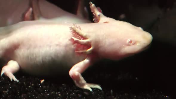 Close Up of Axolotl