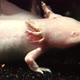 Close Up of Axolotl - VideoHive Item for Sale