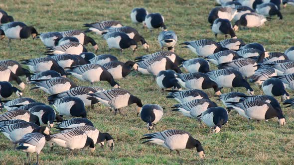 A flock of barnacle geese grazing in a field lit by the evening sun, at Caerlaverock wetland centre