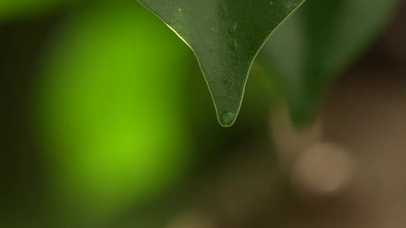 Water Drops on a Leaf 58