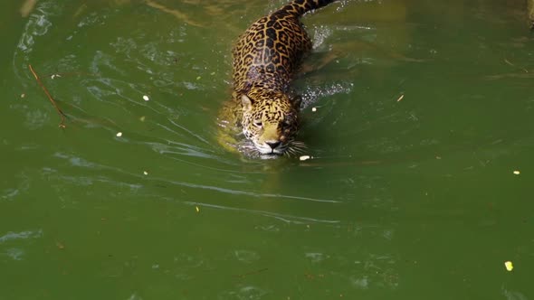 slow-motion of jaguar tiger playing and swimming in pond