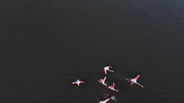 Beautiful pink flamingos taking flight from the lake in Vendicari, Sicily - slow motion