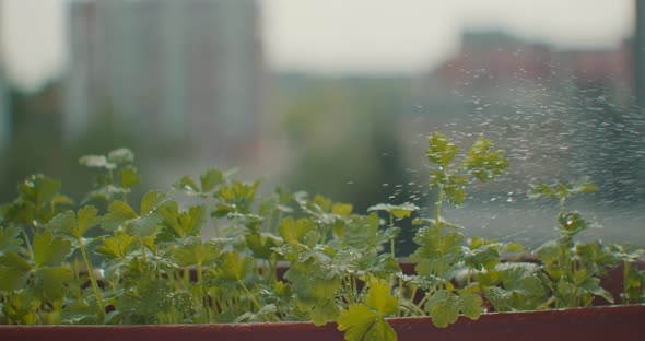 Female Hand Spraying Plants with Water on Balcony Garden, Close Up. Unrecognizable Woman Sprinkling