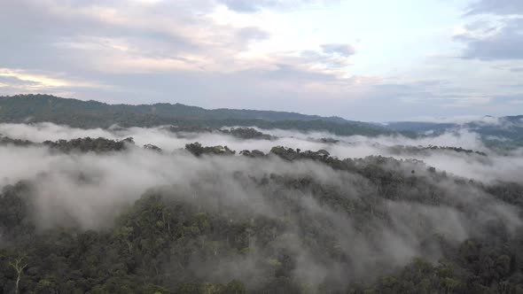 Aerial view of a tropical forest covered in fog after heavy rainfall