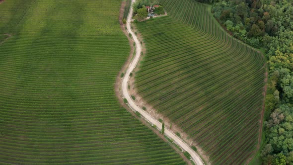 Drone view of vineyards in Friuli, Italy