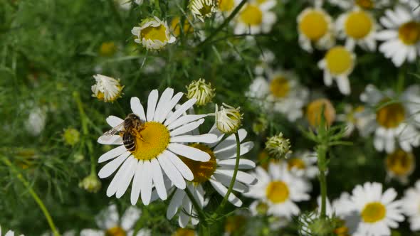 Little Bee Collects Honey On A Flower.