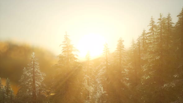 Pine Forest on Sunrise with Warm Sunbeams