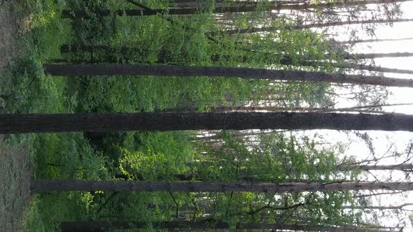 Vertical Video of a Forest with Pine Trees