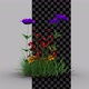Flower Growing 07 - VideoHive Item for Sale
