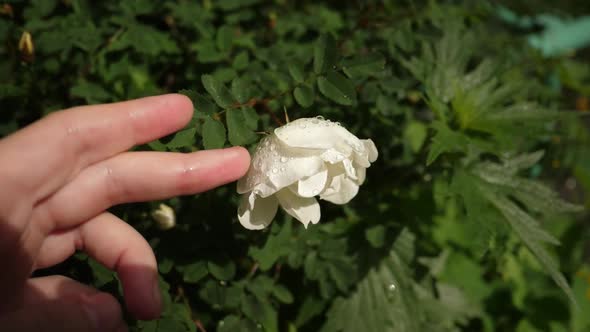 The Touch of Finger on White Rosehip Flower with Dew Drops Slow Motion