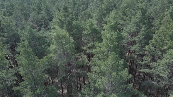 Green Pine Forest By Day Aerial View