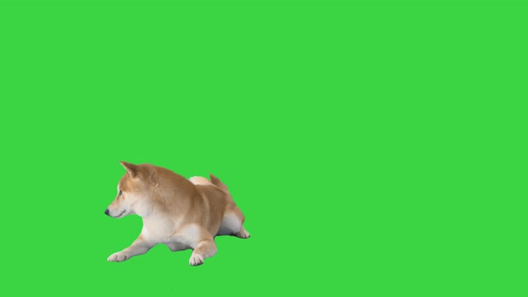 Shiba Inu Puppy Walking Away Green Screen Chroma Key