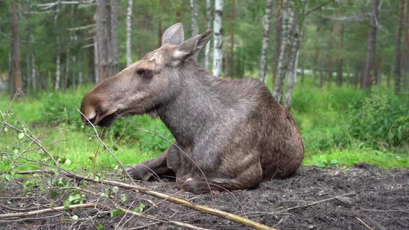 Female moose in Norwegian forest - Closed eyes and relaxing on ground during summer- Handheld static