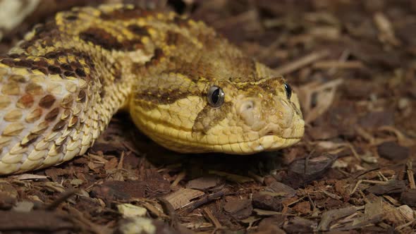 Beautiful Snake Tanzanian Puff Adder 