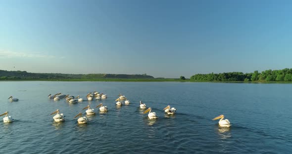 chasing a flock of pelicans swimming on the water