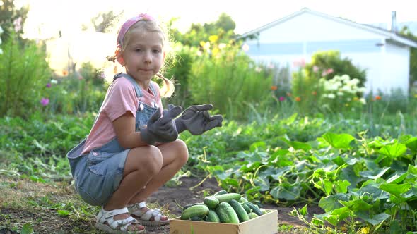 a Little Girl Harvests Fresh Cucumbers From the Garden Organic Products Vegetable Harvest