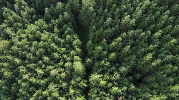 Aerial view of a green wood in the highlands in Scotland