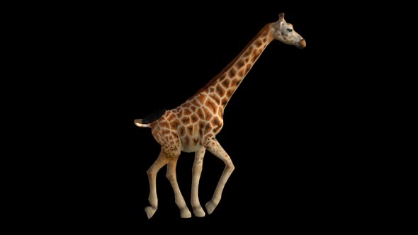 Giraffe Run 1