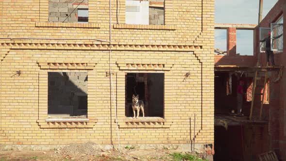 Dog in Abandoned Cottage Worker Walks Along Demolition Site