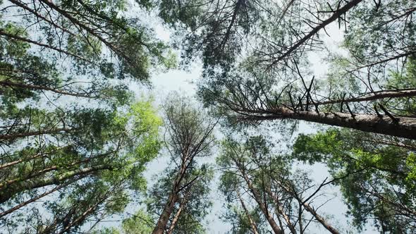 Pine Forest From Below to the Sky Rotate Camera Shot