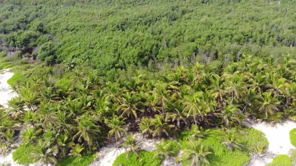 Aerial Footage of Tropical Forest and Palm Trees on the Beach Dominican Republic