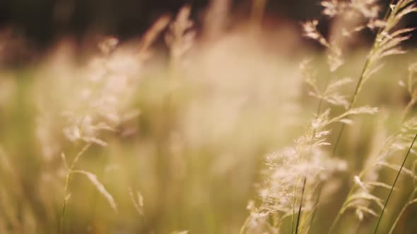 grass on a background of yellow autumn trees