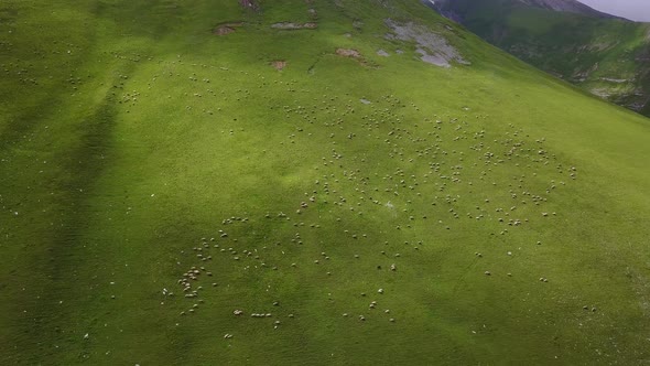 aerial view of the sheep on the mountain in Kazbegi. Georgia