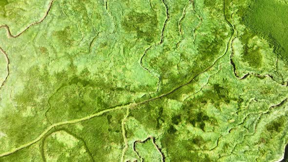 Long aerial shot of bright green wetlands with grass, bushes and small rivers leading into the sea