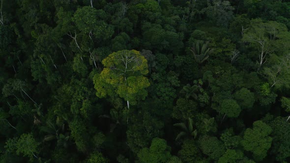 Stunning aerial view of prime Amazon forest: tree canopy of tropical forest