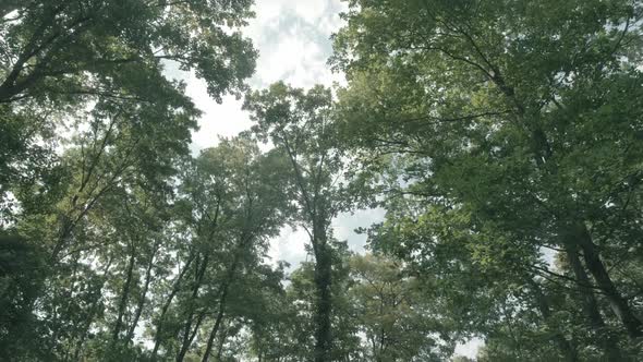 trees and sky