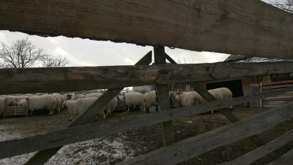 Herd of sheep in a sheep pen, Romania