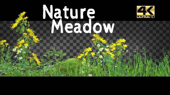 Nature Meadow