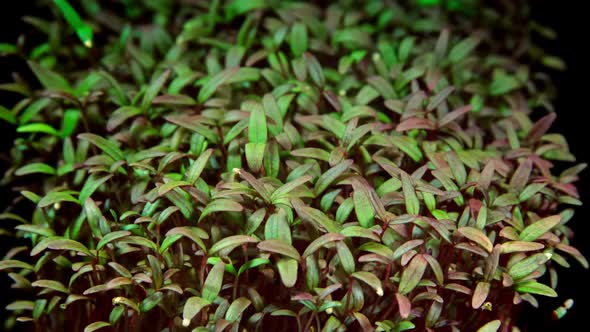 Amaranth Microgreens Seedling Moving in Timelapse Video on a Black Background. Violet Superfood