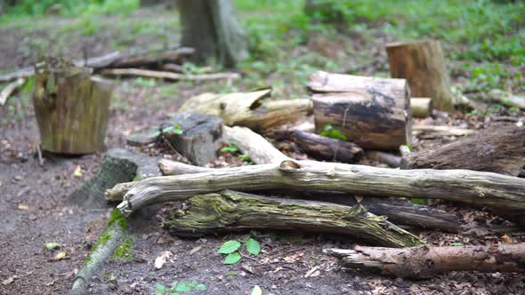 Pan right on a stack of rotten dry deadwood on the ground in the untrodden forest, dead tree branche