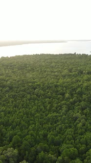 Zanzibar Tanzania  Ocean Shore Covered with Green Thickets Vertical Video