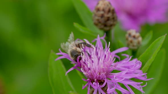 Slow motion close up of wild bee working in pink petal and flying away