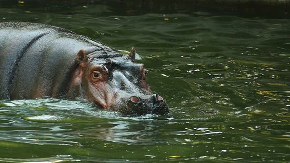 Hypopotamus close up. A hippo swims in a pond in slow motion.