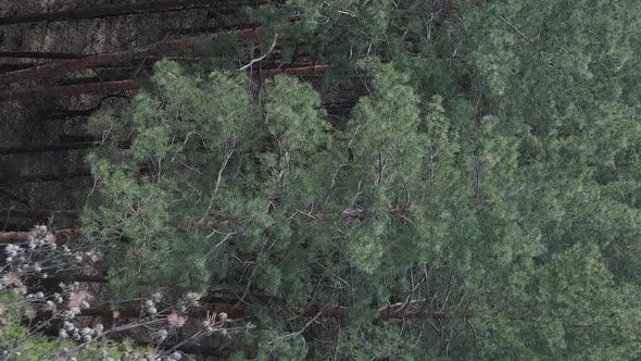 Vertical Video of Pine Forest Aerial View Slow Motion