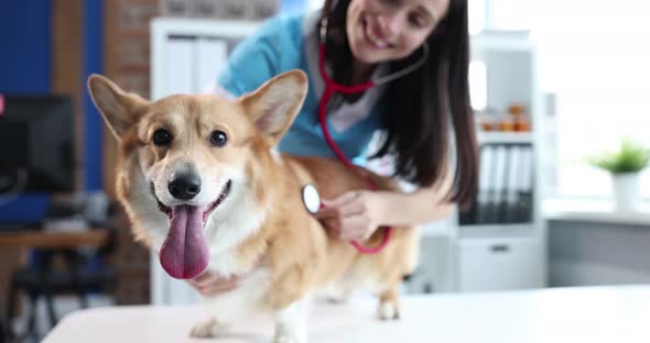 A Vet Doctor Listens to the Lungs of a Dog