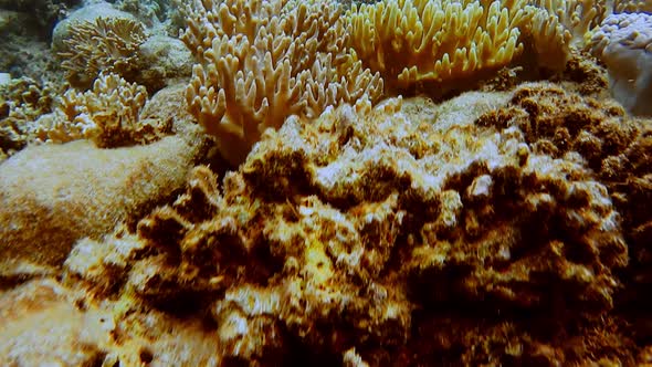 False Clown Fish Family Known As Nemo Fish on Pinkgreen Anemone