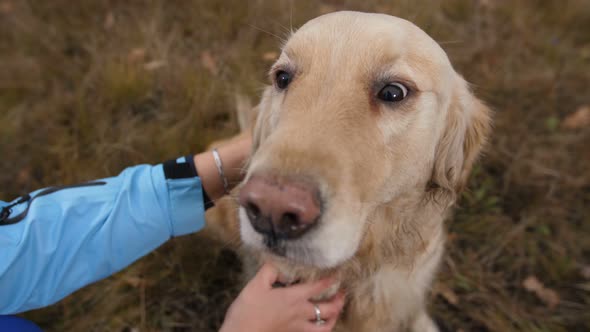 Female Hands Petting Happy Labrador Retriever